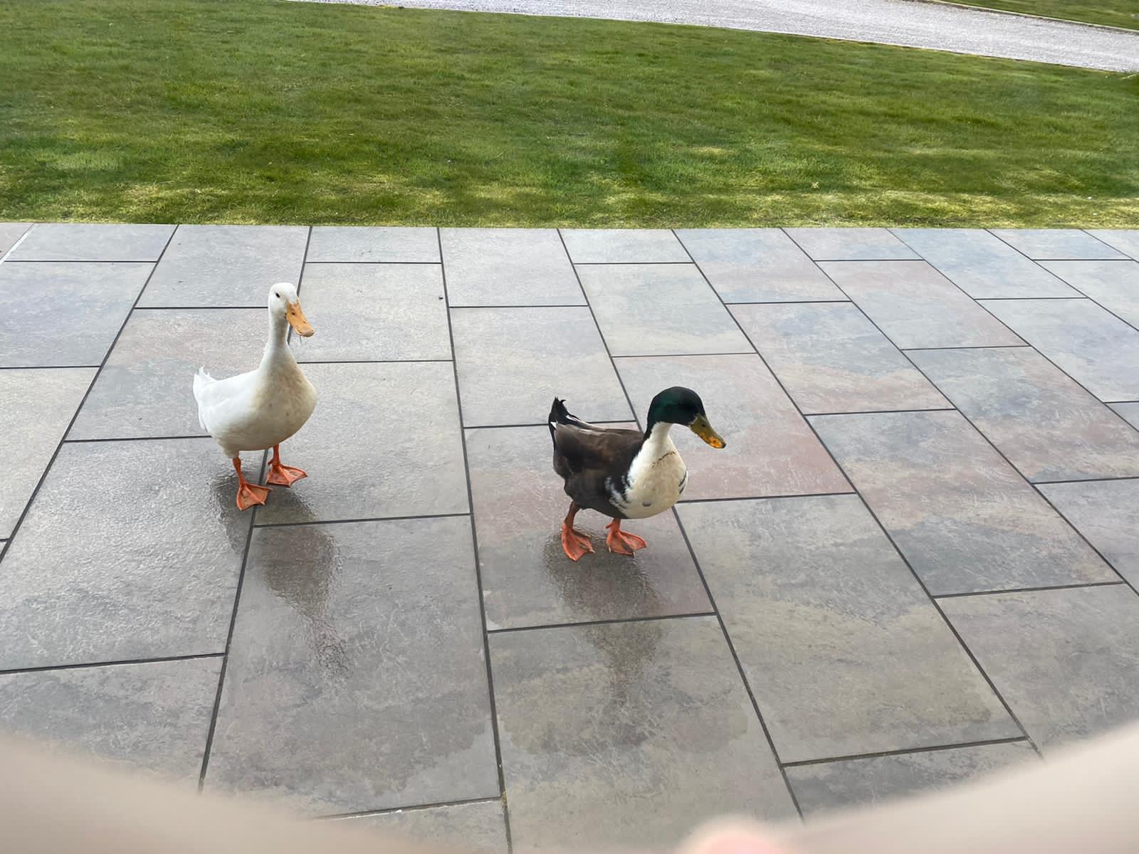 Brayton Park ducks that visit daily for food