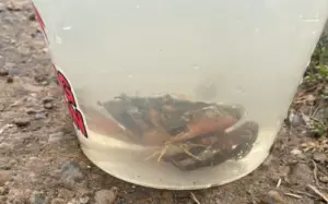 Crab in bucket that is not over loaded