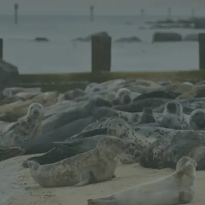 Seals on the north Norfolk coast