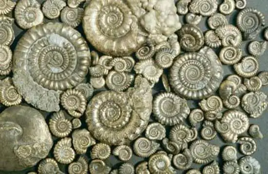 image of fossils from the Jurassic Coast
