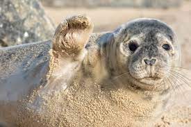 Seal in Norfolk header