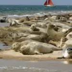Seals at Blakney Point Norfolk