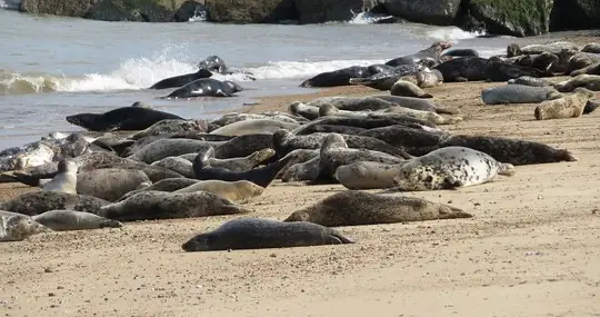 Seals on the beach at Horsey Gap