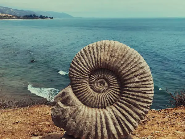 Image of a fossil on a beach
