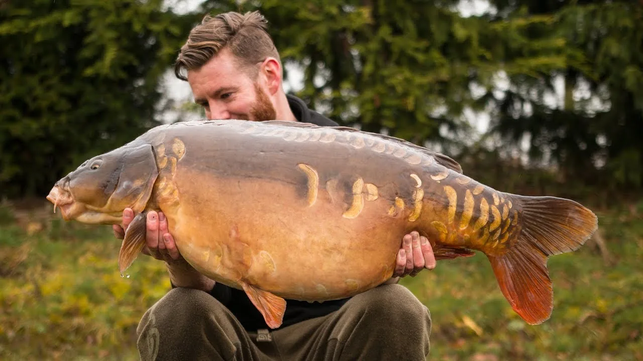An angler holding a large mirror carp at Blackthorn Fisheries in Shropshire