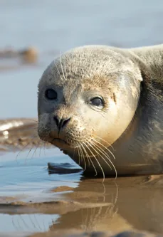 Grey seal pup resting on the wet sand at Blakeney Point, Norfolk