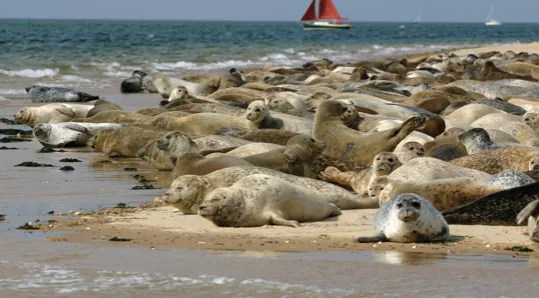 Seal colony hauled out on the sandy beach at Blakeney Point, Norfolk, with a sailing boat offshore