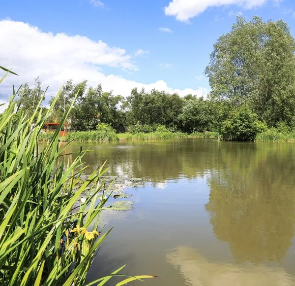 Coarse fishing lake fringed with reeds and a bed of lilies in the margin
