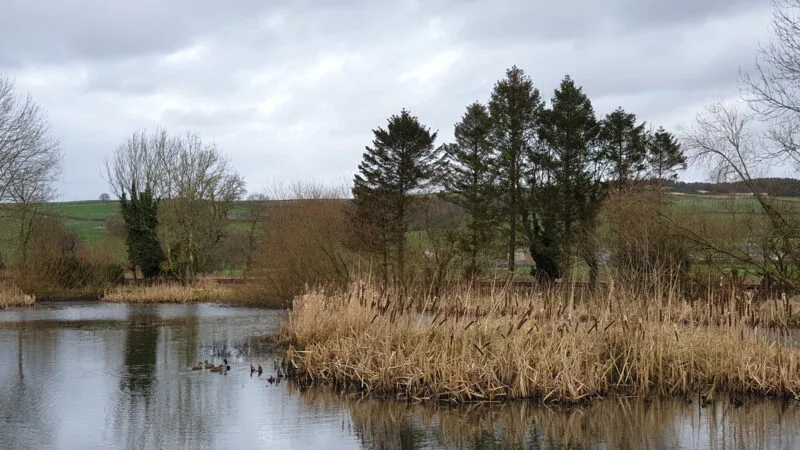 Fishing lake fringed with tall reeds and trees at Docker Holiday Park, Lancashire