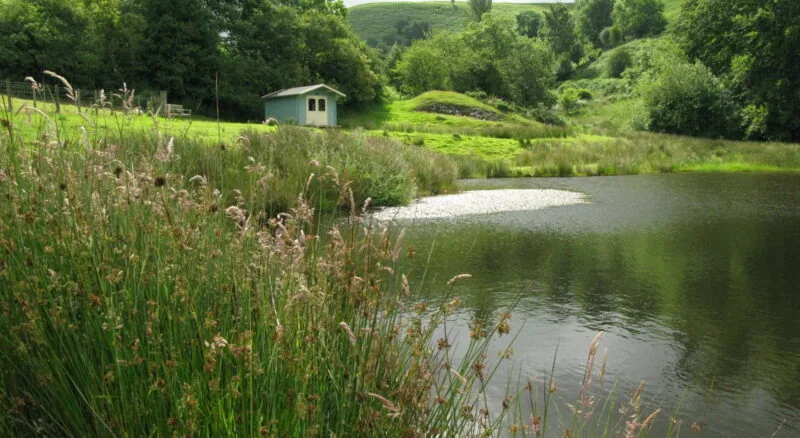 Game fishing lake with reeds, lily pads and a small blue fishing hut on the bank