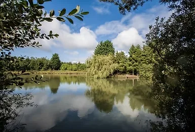 Mature private fishing lake with weeping willows reflected in still water