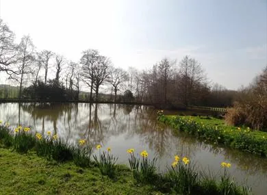 Fishing lake fringed with daffodils and bare trees at White Lion Farm Fishing Cottages, Sussex