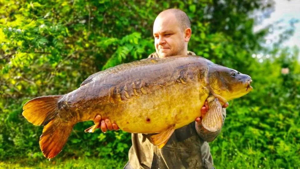 An angler holding a large mirror carp beside the lake at York Lake Side Lodges